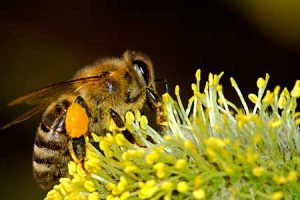 fleißige Biene